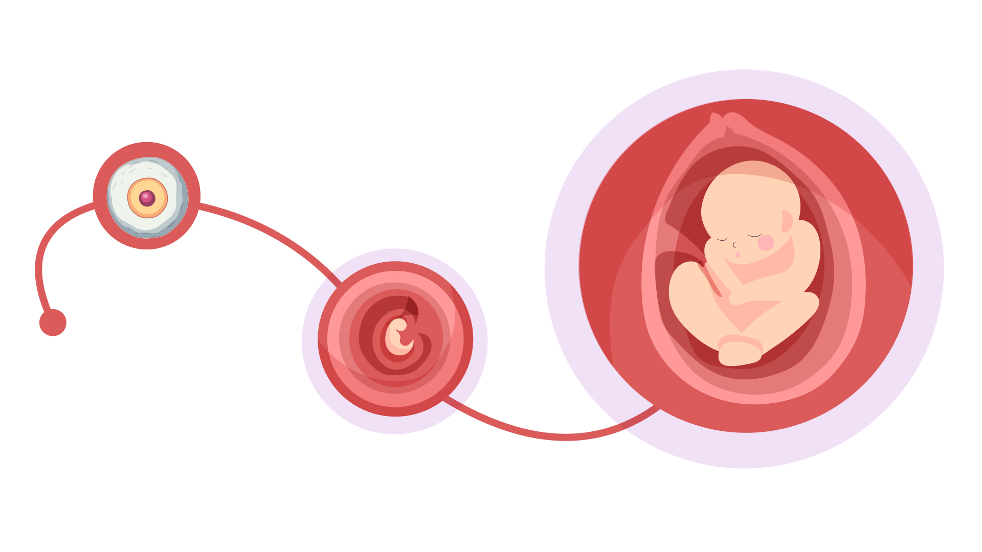 Fetal Development Stages