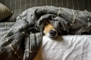 Which Baby Wipes Are Safe for Dogs